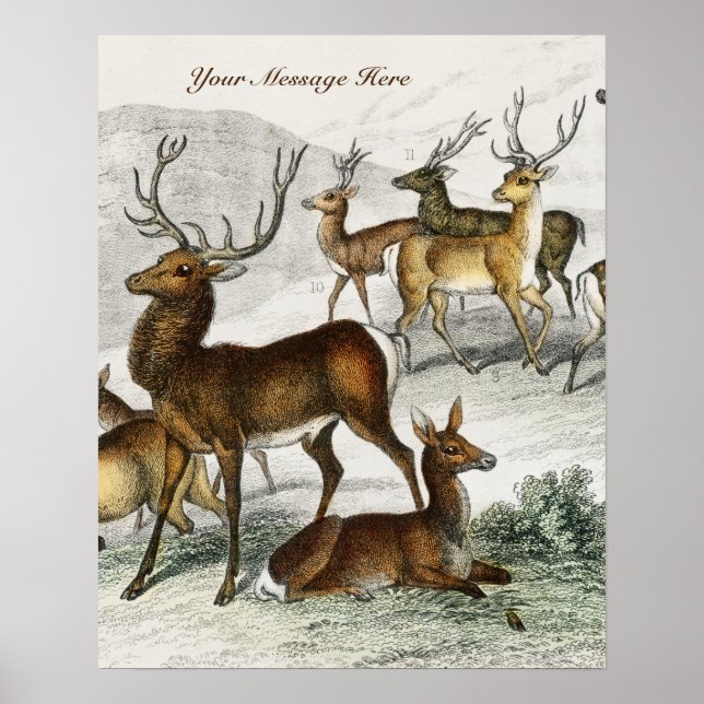 Poster Nome Personalizado Red Deer Hart, Hind, Roebuck Mu (Frente)