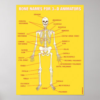 Poster Nomes de Osso para Animadores 3D