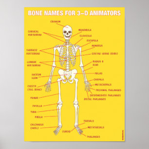 Poster Nomes do osso para animadores 3-D
