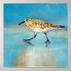Poster norte-americano do Shorebird vadear do
