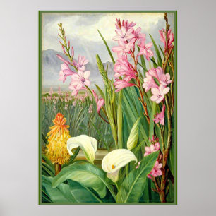 Poster Norte - Beleza dos Swamps, arte botânica
