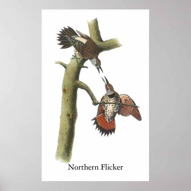 Poster Norte Flicker, John Audubon (Frente)