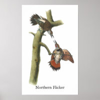 Norte Flicker, John Audubon