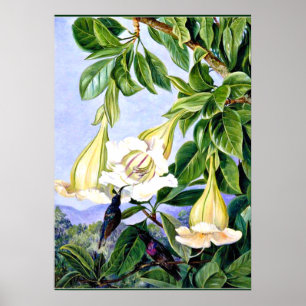 Poster Norte - Folhagem e Flores de um Americano tropical