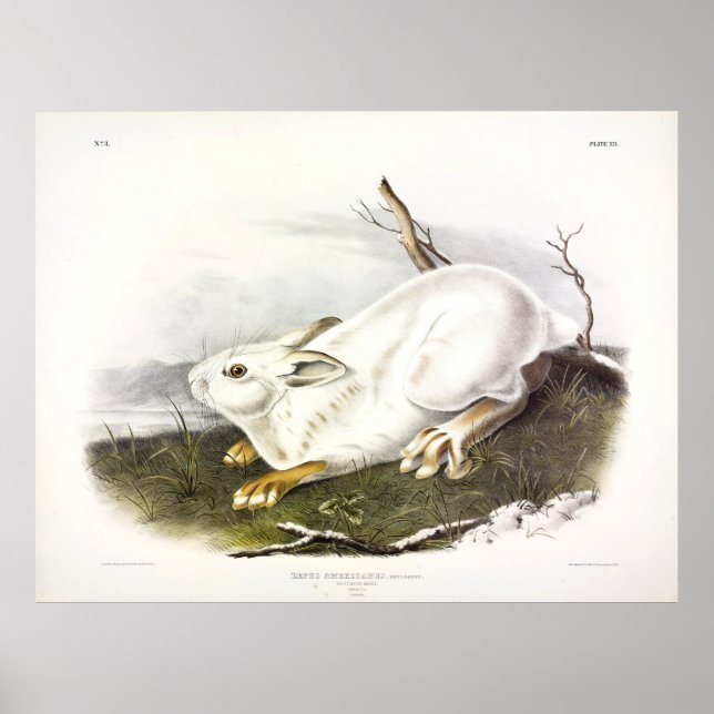 Poster Norte Hare, inverno (Snowshoe Hare) por Audubon (Frente)
