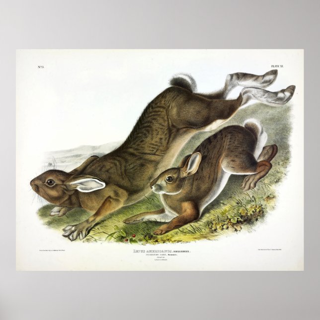 Poster Norte Hare (Lepus Americanus) por Audubon (Frente)