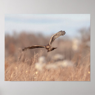 Poster norte Harrier 14x11