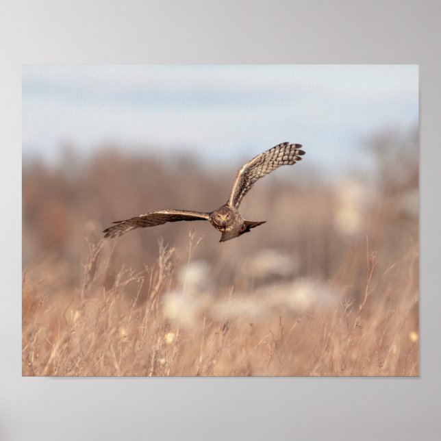 Poster norte Harrier 14x11 (Frente)