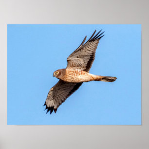 Pôster Norte Harrier em voo