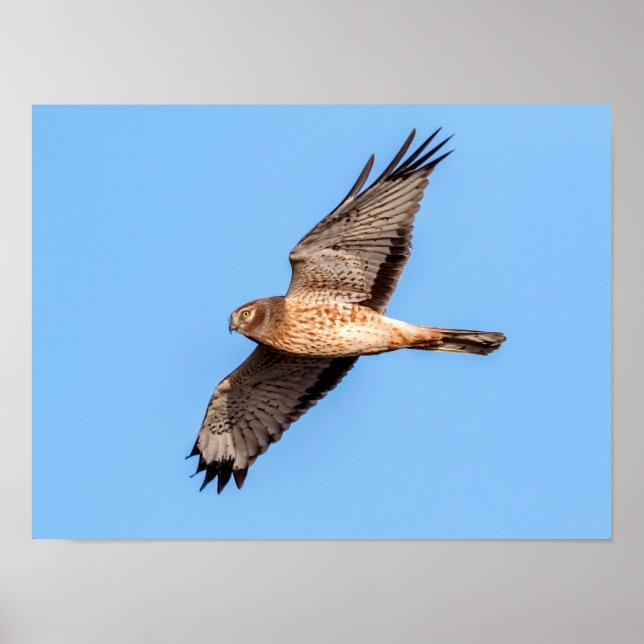 Pôster Norte Harrier em voo (Frente)