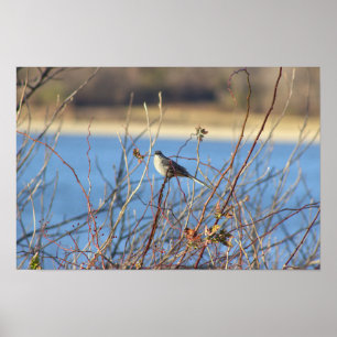Poster Norte Mockingbird