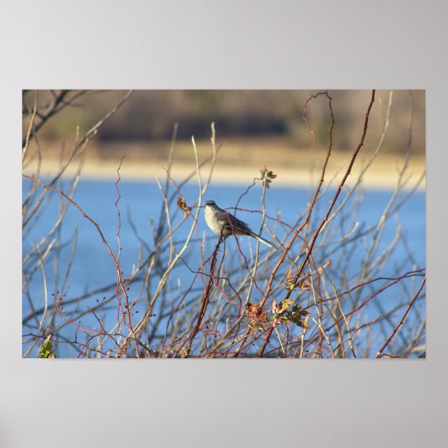 Poster Norte Mockingbird (Frente)