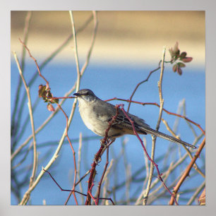 Poster Norte Mockingbird
