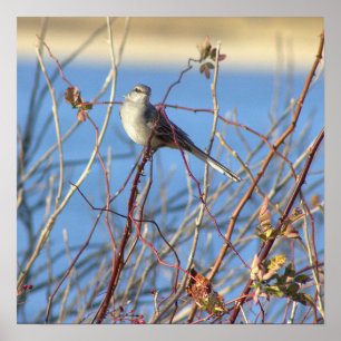 Poster Norte Mockingbird