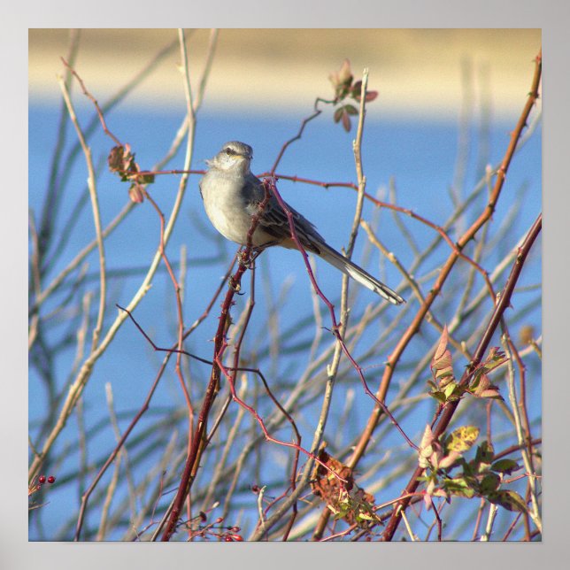 Poster Norte Mockingbird (Frente)