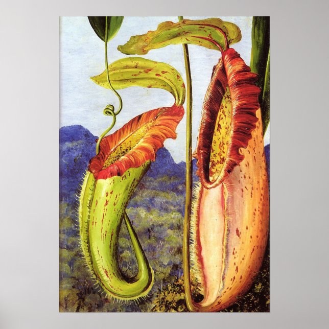 Poster Norte - Nepenthes Iana 1876 (Frente)