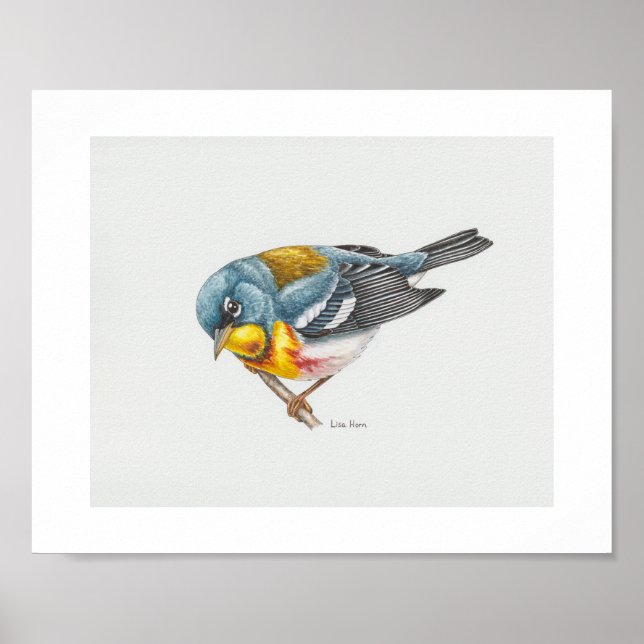 Poster Norte Parula Warbler Art (Frente)