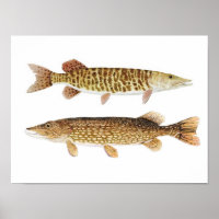 Norte Pike & Barred Muskie Art