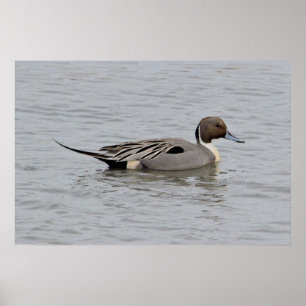 Poster Norte Pintail Duck Foto