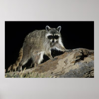 Norte Raccoon, Perfurador de Procyon, adulto às 2