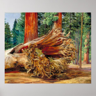 Poster Norte - Um gigante calaveras Grove Califórnia