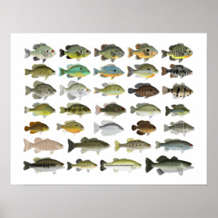 Poster North American Sunfish Group