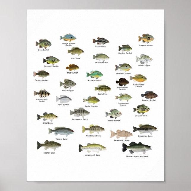 Poster North American Sunfish Group (nomeado) (Frente)
