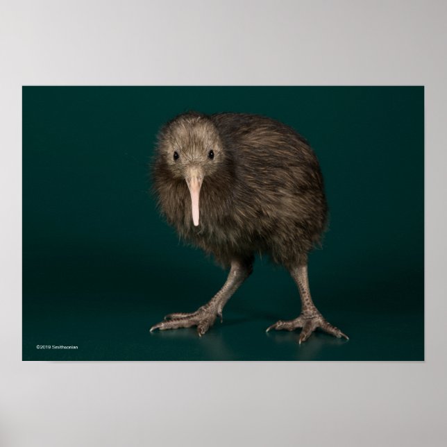 Poster North Island Brown Kiwi (Frente)