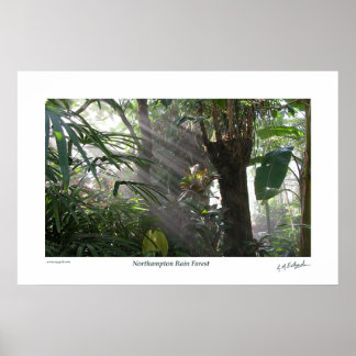 Pôster Northampton Rain Forest III