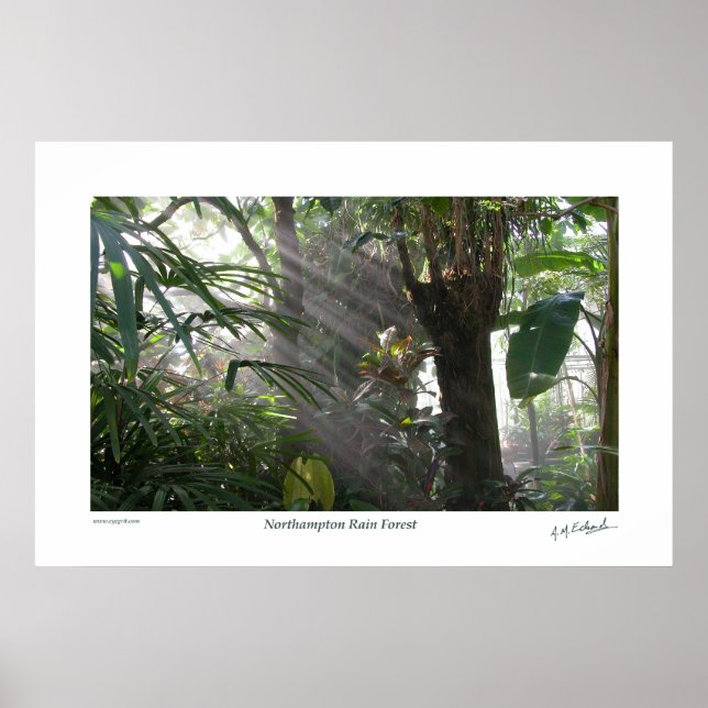 Pôster Northampton Rain Forest III (Frente)