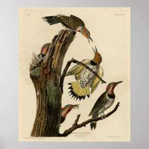 Poster Norther Flicker from Audubon's Birds of America 