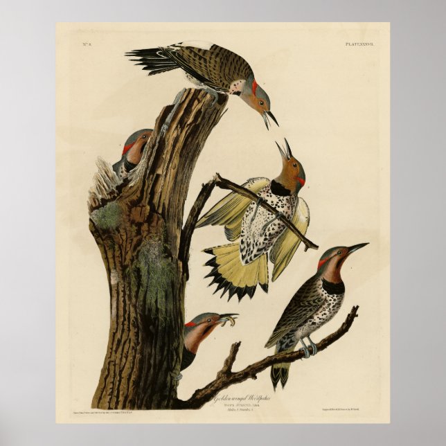 Poster Norther Flicker from Audubon's Birds of America  (Frente)