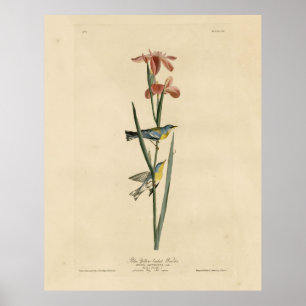Poster Norther Parula das Aves da América de Audubon