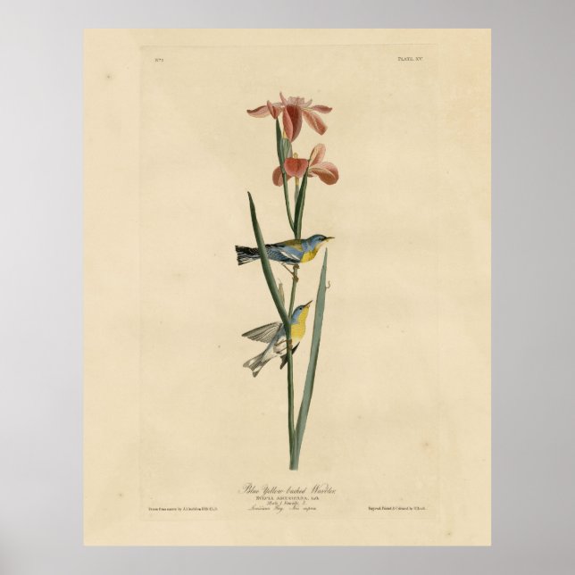 Poster Norther Parula das Aves da América de Audubon (Frente)