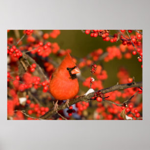 Pôster Northern Cardinal in Common Winterberry