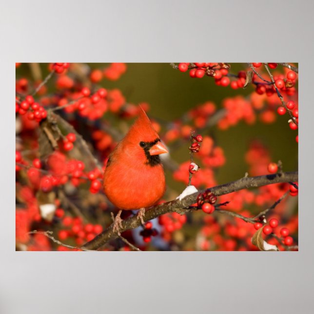 Pôster Northern Cardinal in Common Winterberry (Frente)