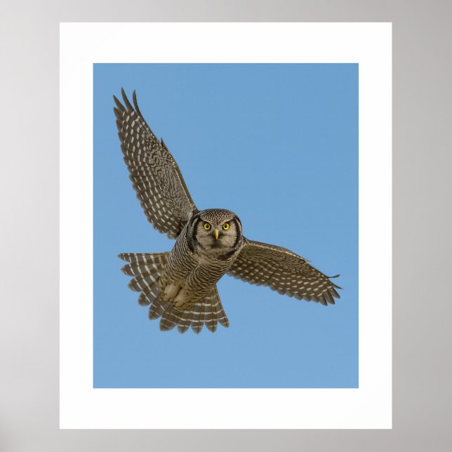 Poster Northern Hawk Owl in Flight Wildlife Art Prin (Frente)