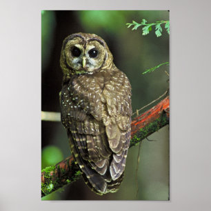 Pôster Northern Spotted Owl
