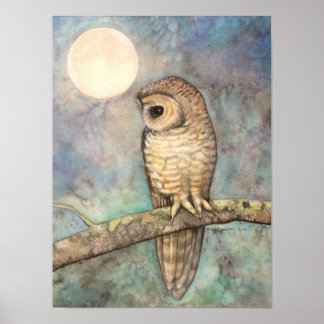 Pôster Northern Spotted Owl Fine Art Wildlife