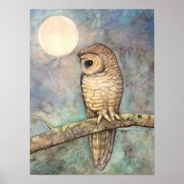Pôster Northern Spotted Owl Fine Art Wildlife (Frente)