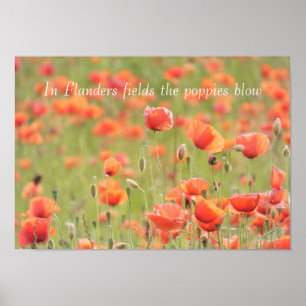 Poster Nos campos da Flandres, as papoilas sopram