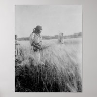 Nos campos de Boaz em Belém