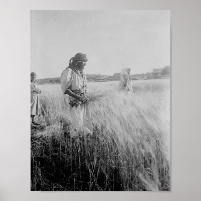 Poster Nos campos de Boaz em Belém (Frente)
