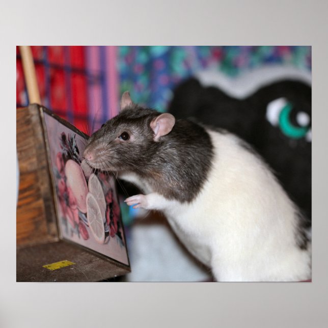 Pôster Nosey (Frente)