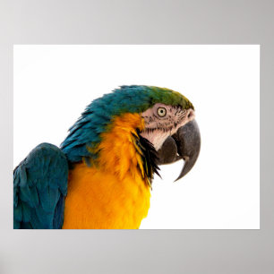 Poster Notas de Posto do papagaio
