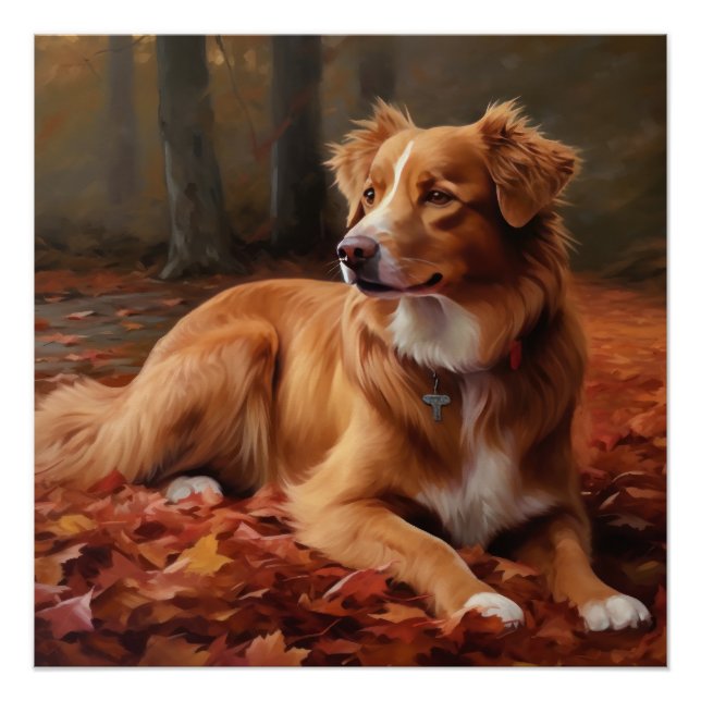 Pôster Nova Escócia Duck Terrier no outono deixa cair (Frente)