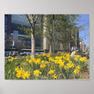 Poster Nova Iorque Daffodils Columbus Circle NYC Primaver