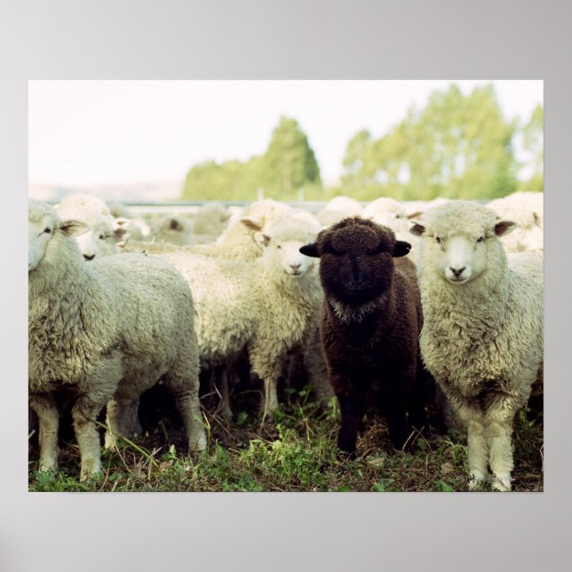 Pôster Nova Zelândia (Frente)