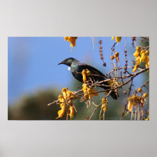 Pôster Nova Zelândia nativa Tui