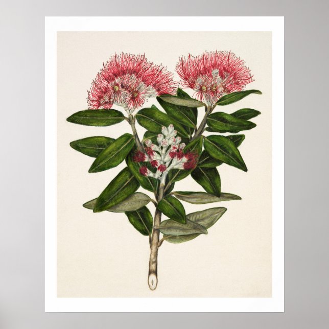 Poster Nova Zelândia Pohutukawa - Metrosideros Tomentosa (Frente)